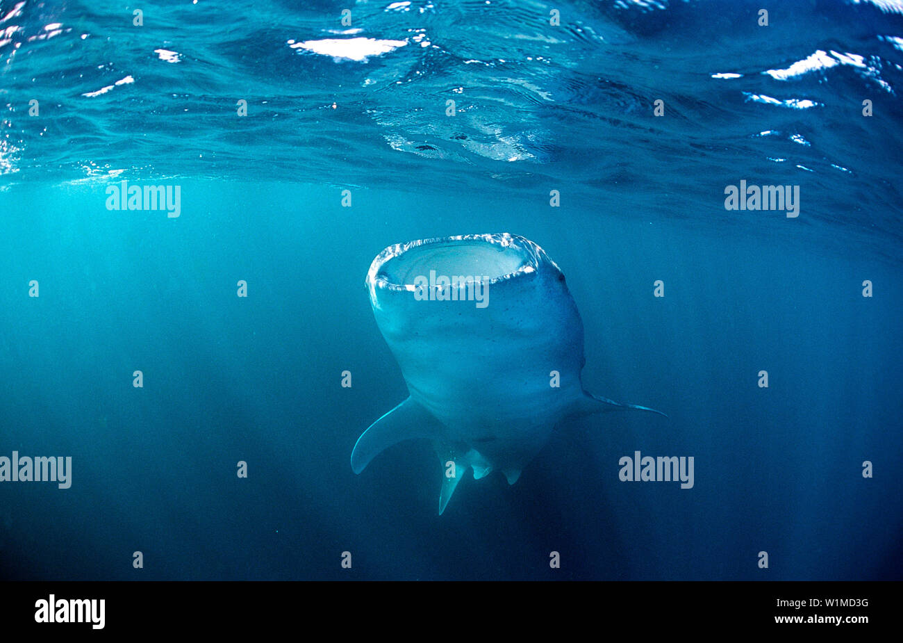 Manger Rhincodon thypus, Thailande, Asie, Océan Indien Banque D'Images