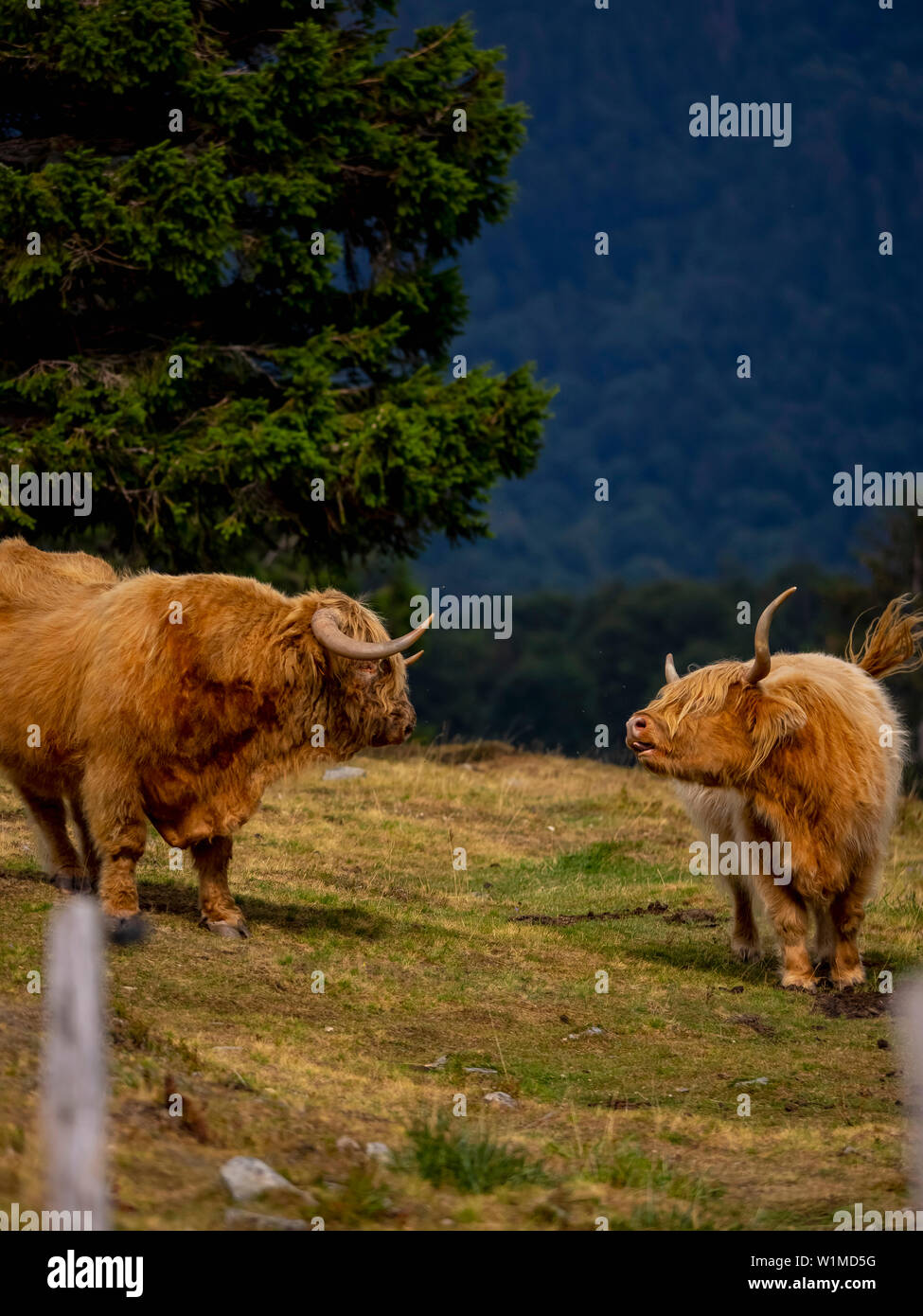 L'Highland cattle on meadow près de Auberge du Steinlebach, France Banque D'Images
