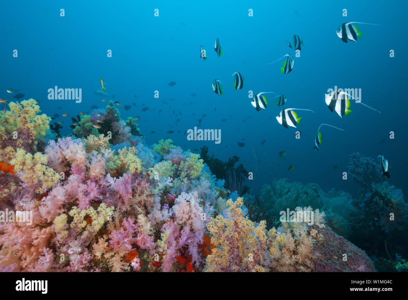 Petit Bannerfish plus Soft Coral Reef, Heniochus acuminatus, Triton Bay, en Papouasie occidentale, en Indonésie Banque D'Images