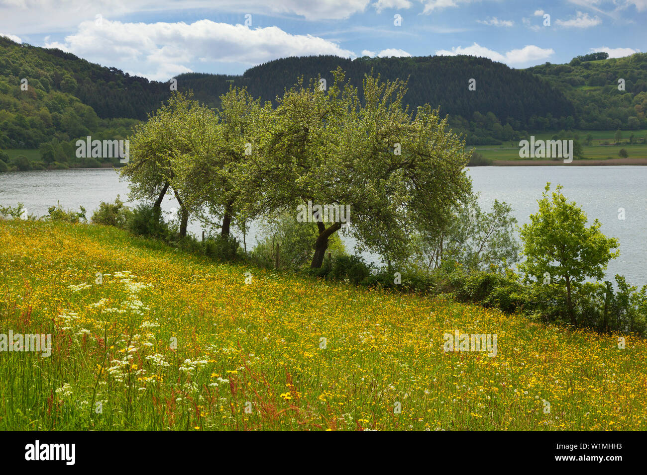 À Meerfelder Maar, Eifel Vulkaneifel, Rhénanie-Palatinat, Allemagne Banque D'Images