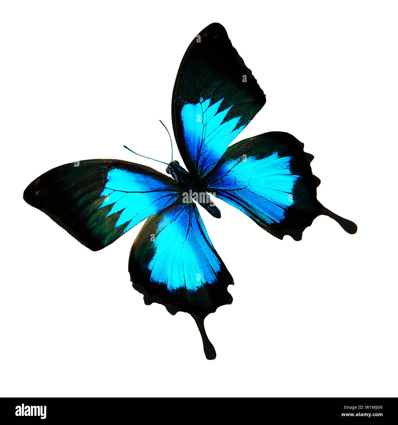 Papillon Bleu morpho didus. isolé sur fond blanc Banque D'Images