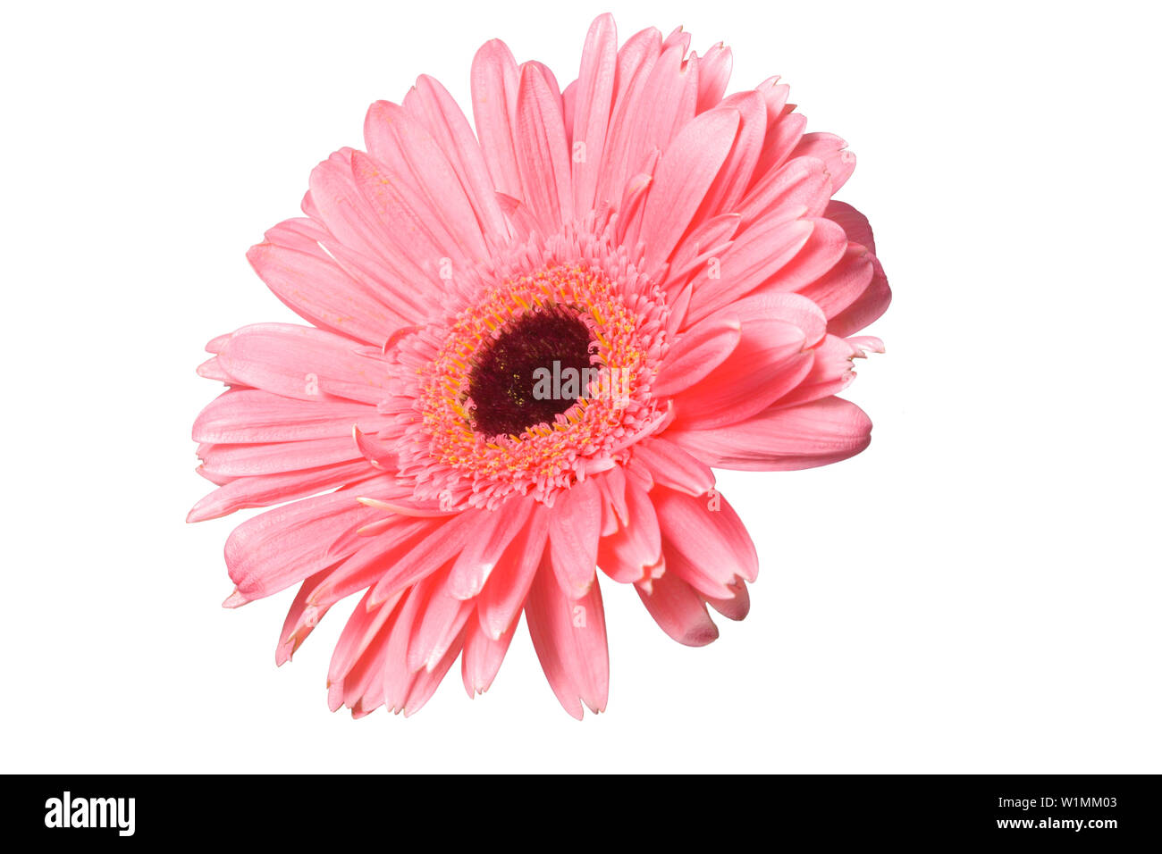 Gerbera rose flower isolated on white background Banque D'Images