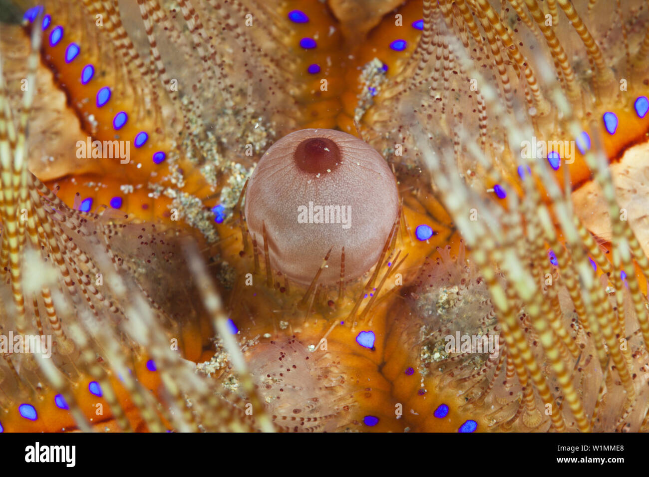 Détail de l'Oursin de Feu, Asthenosoma varium, Ambon, Moluques, Indonésie Banque D'Images