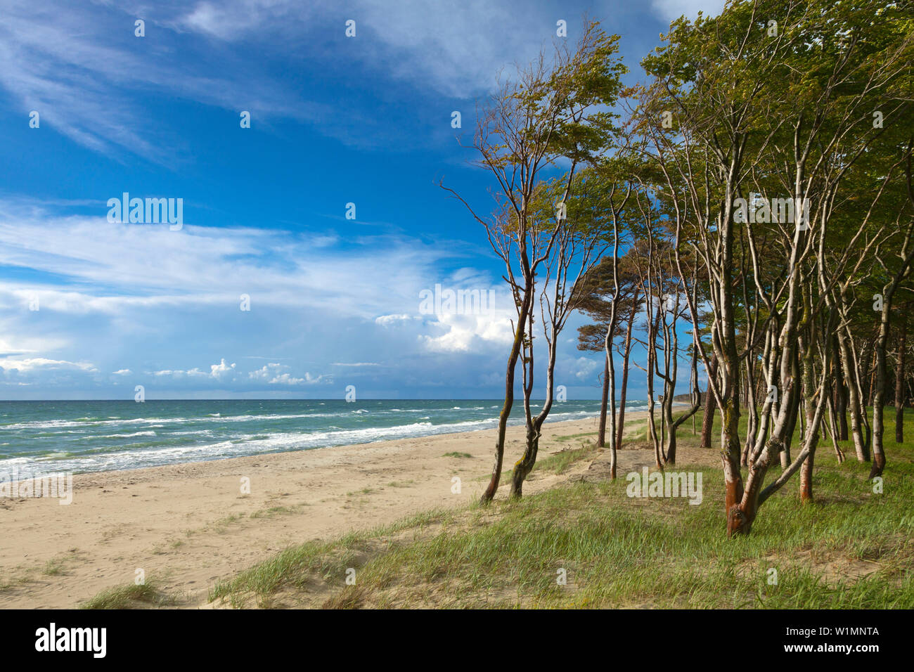 Plage ouest, Darss, parc national Vorpommersche Boddenlandschaft, mer Baltique, Schleswig-Holstein, Allemagne Banque D'Images