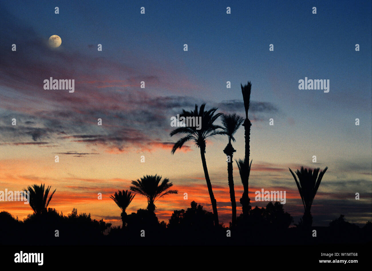 Oasis dans le Sahara dessert, Merzouga, Maroc Afrique du Nord Banque D'Images