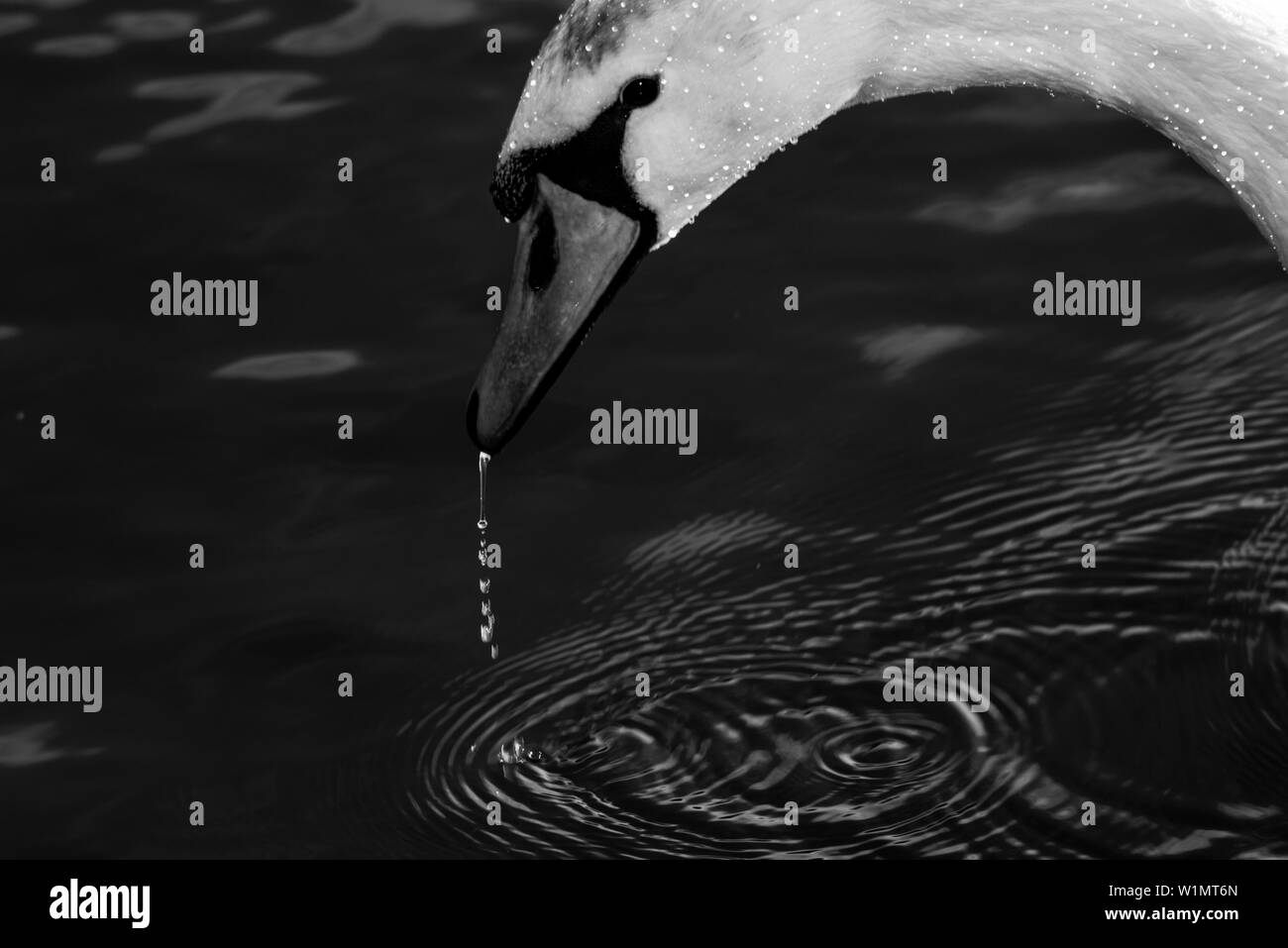 Nature de l'eau d'un lac monochrome Banque D'Images