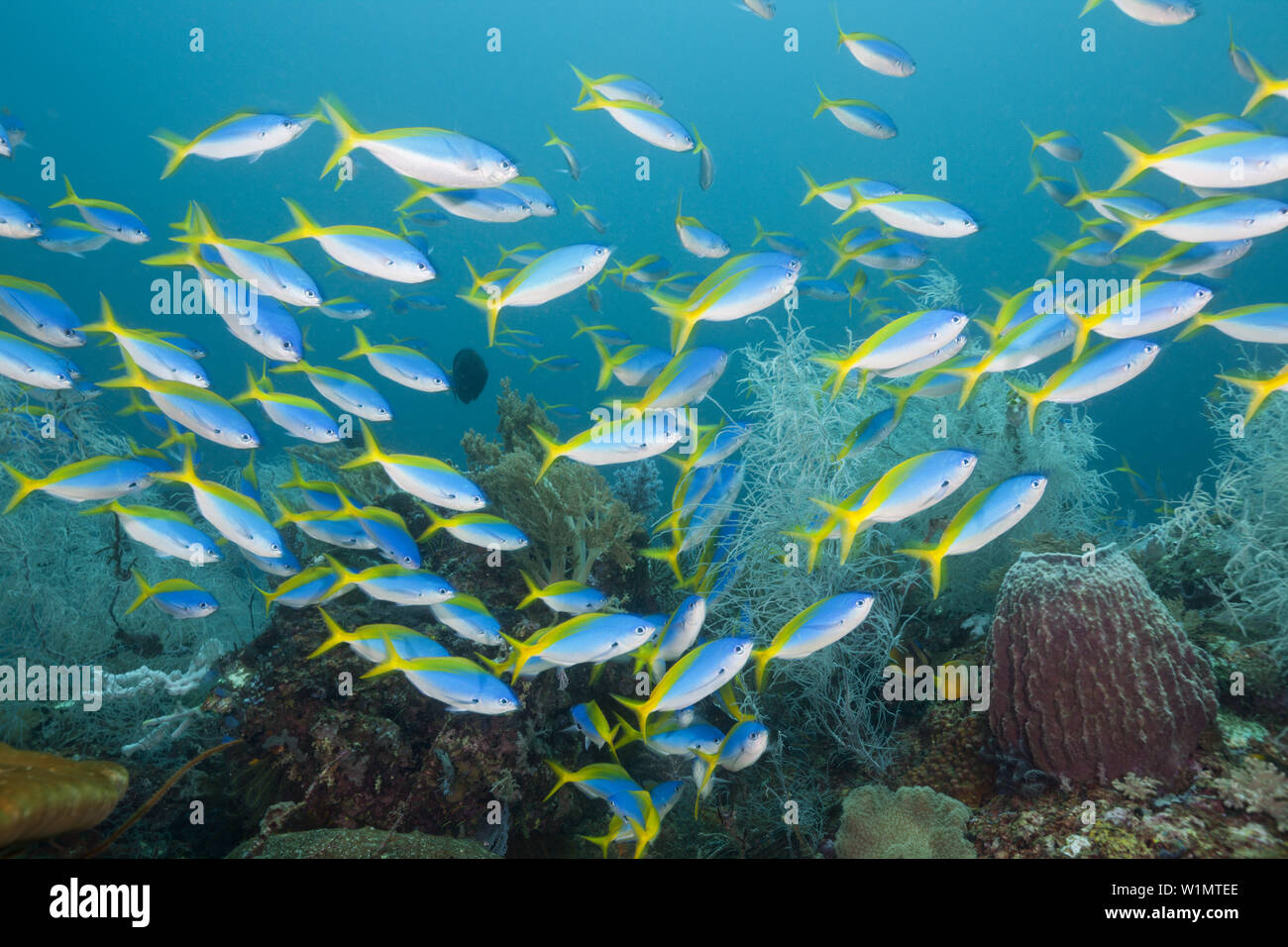 Banc de Yellowback Fusilier, Caesio teres, Triton Bay, en Papouasie occidentale, en Indonésie Banque D'Images