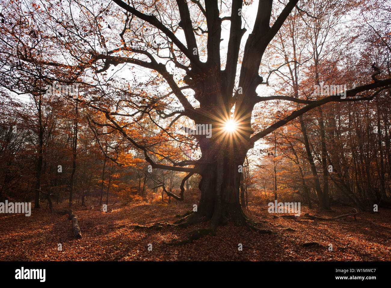 Forêt d'automne avec de vieux hêtre au nature réserver Urwald Sababurg, Reinhardswald, Hesse, Germany, Europe Banque D'Images