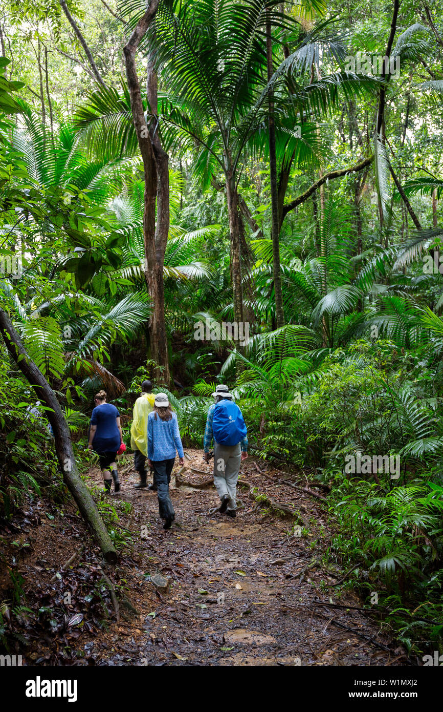 Les touristes avec guide local dans la région de forêt tropicale sur Gilpin, sentier de la crête principale réserve forestière, Tobago, Antilles, Caraïbes, Amérique Centrale Banque D'Images