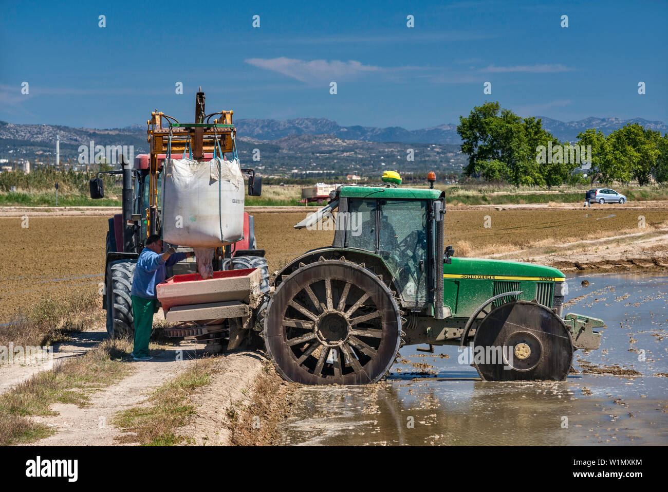 Chargement des plants de riz à planter dans des rizières inondées dans delta du Rio Ebro, près de Deltebre, Catalogne, Espagne Banque D'Images