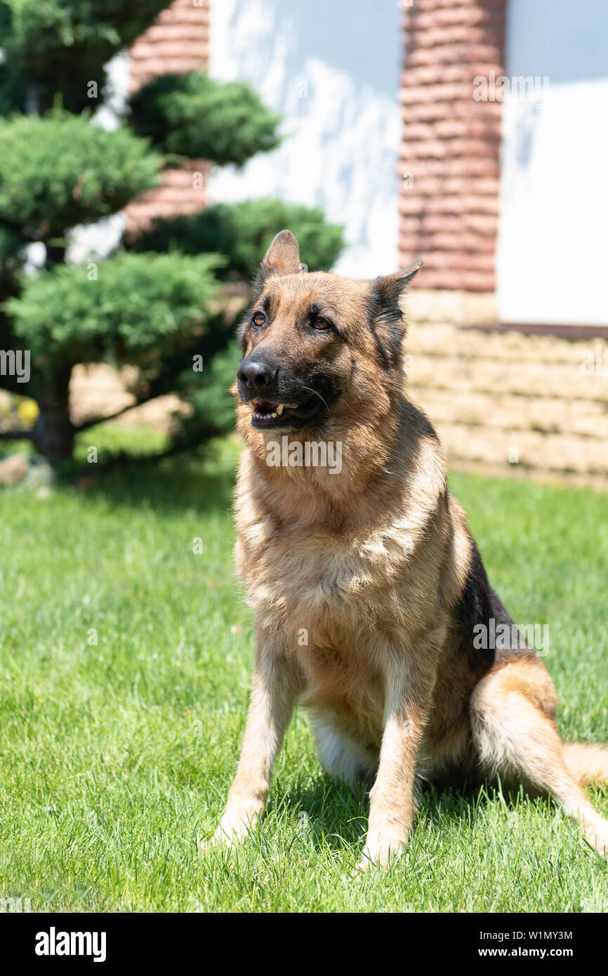 Portrait d'un berger allemand sur l'herbe verte. Banque D'Images