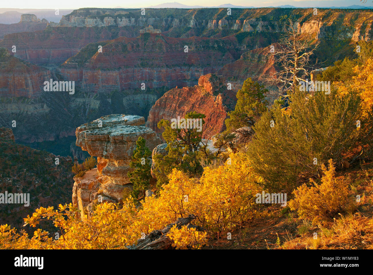 Point de vue impérial, le Parc National du Grand Canyon , North Rim , Arizona , Etats-Unis , Amérique Banque D'Images