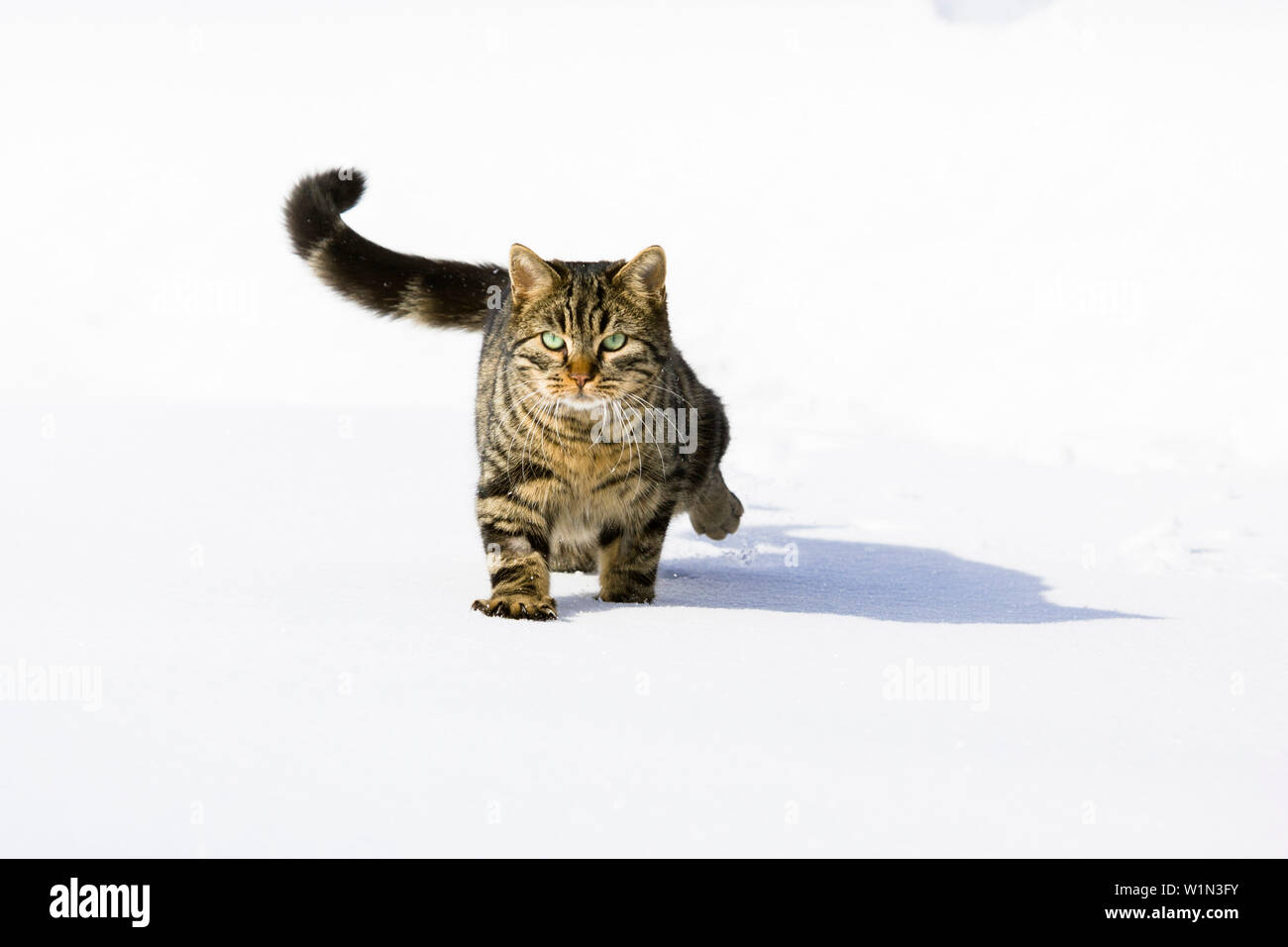 Cat d'exécution dans la neige, chat domestique, homme, Allemagne Banque D'Images