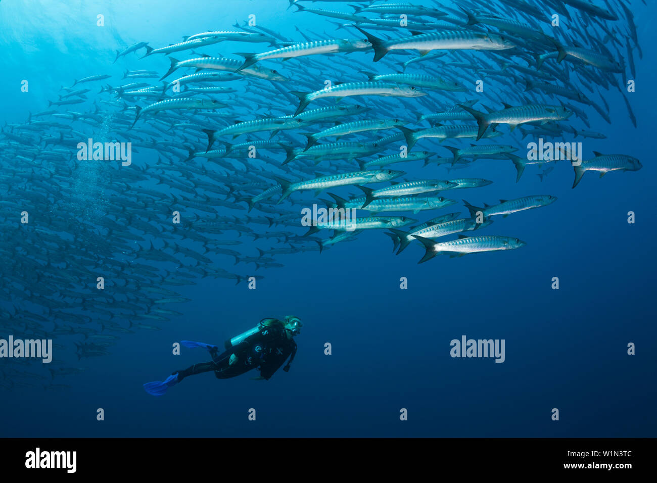 Scuba Diver et banc de barracuda à nageoires noires, Sphyraena qenie, Shaab Rumi, Mer Rouge, au Soudan Banque D'Images