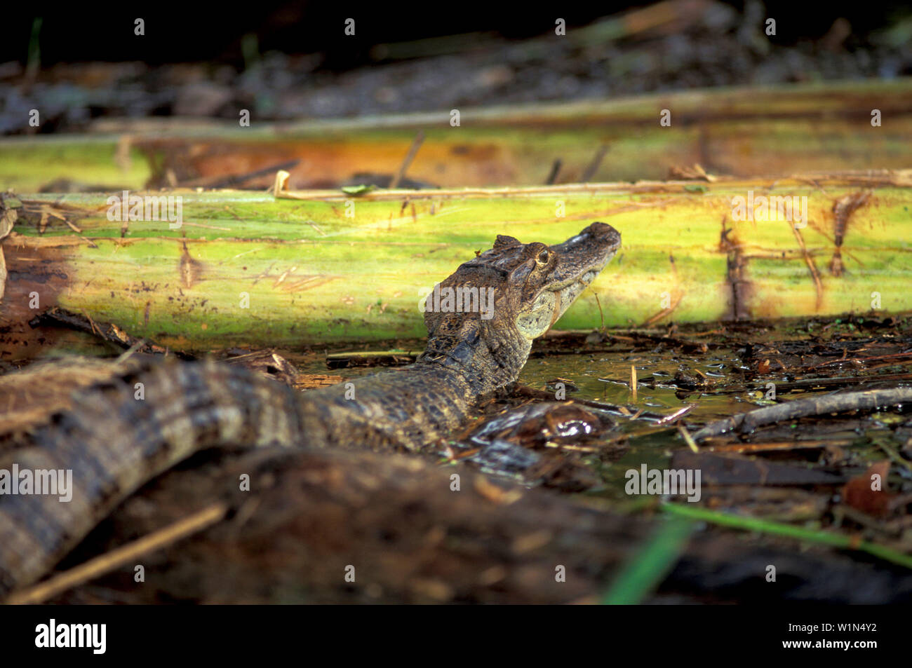 Peu d'alligator, Parc National de Tortuguero, Costa Rica, Caraïbes, Amérique Centrale Banque D'Images