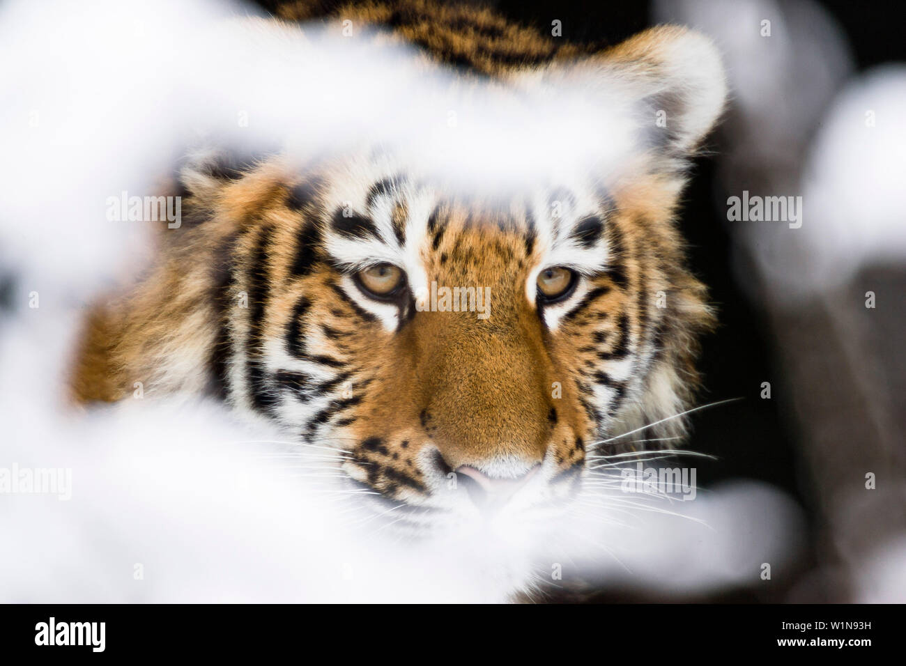 Siberian Tiger in snow, Panthera tigris altaica, captive Banque D'Images