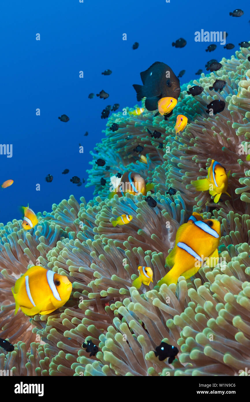 Twobar poisson clown dans les récifs coralliens, Amphiprion bicinctus, Shaab Rumi, Mer Rouge, au Soudan Banque D'Images