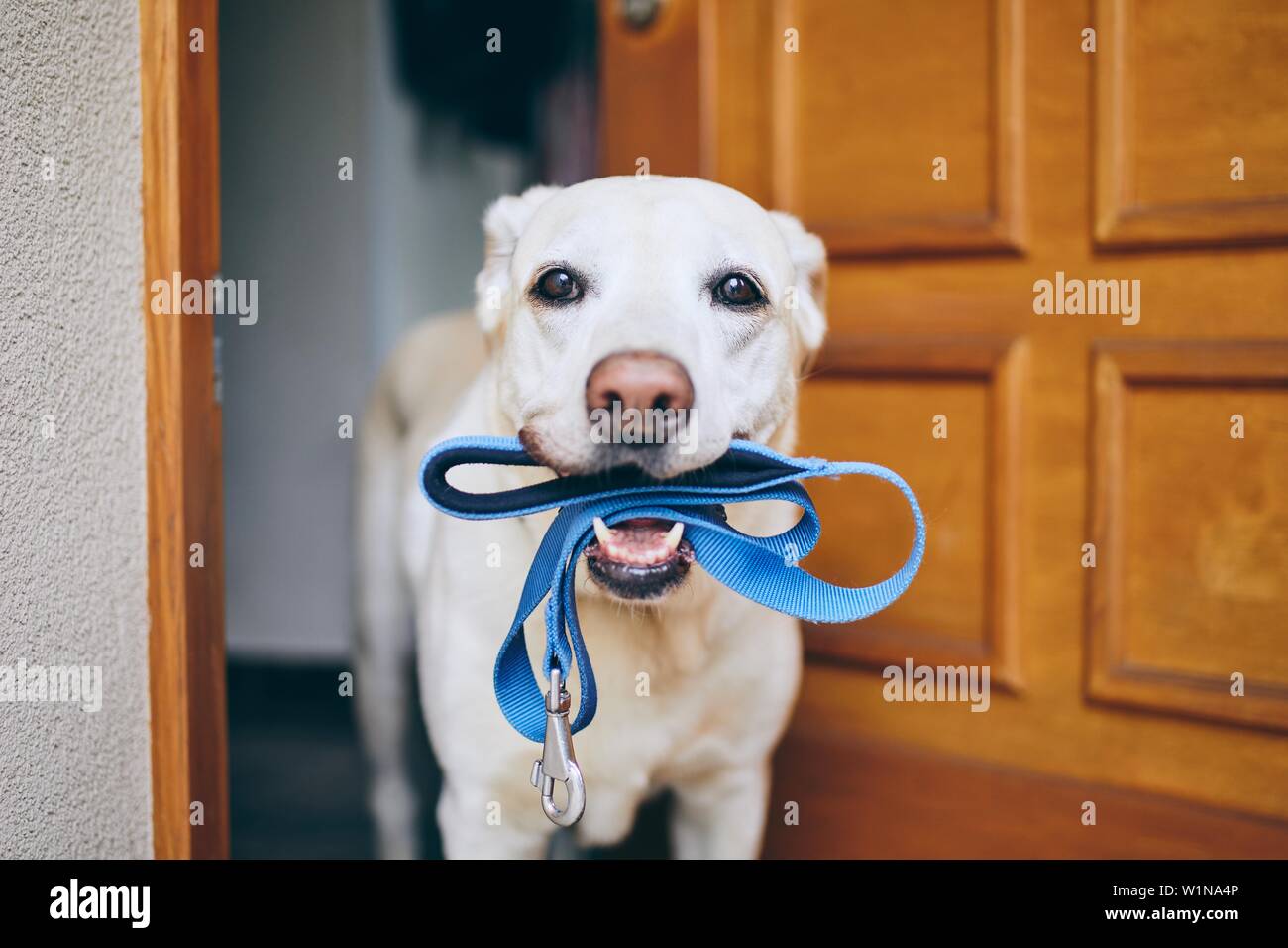 En attente de chien à pied. Labrador retriever debout avec une laisse en bouche contre porte de chambre. Banque D'Images