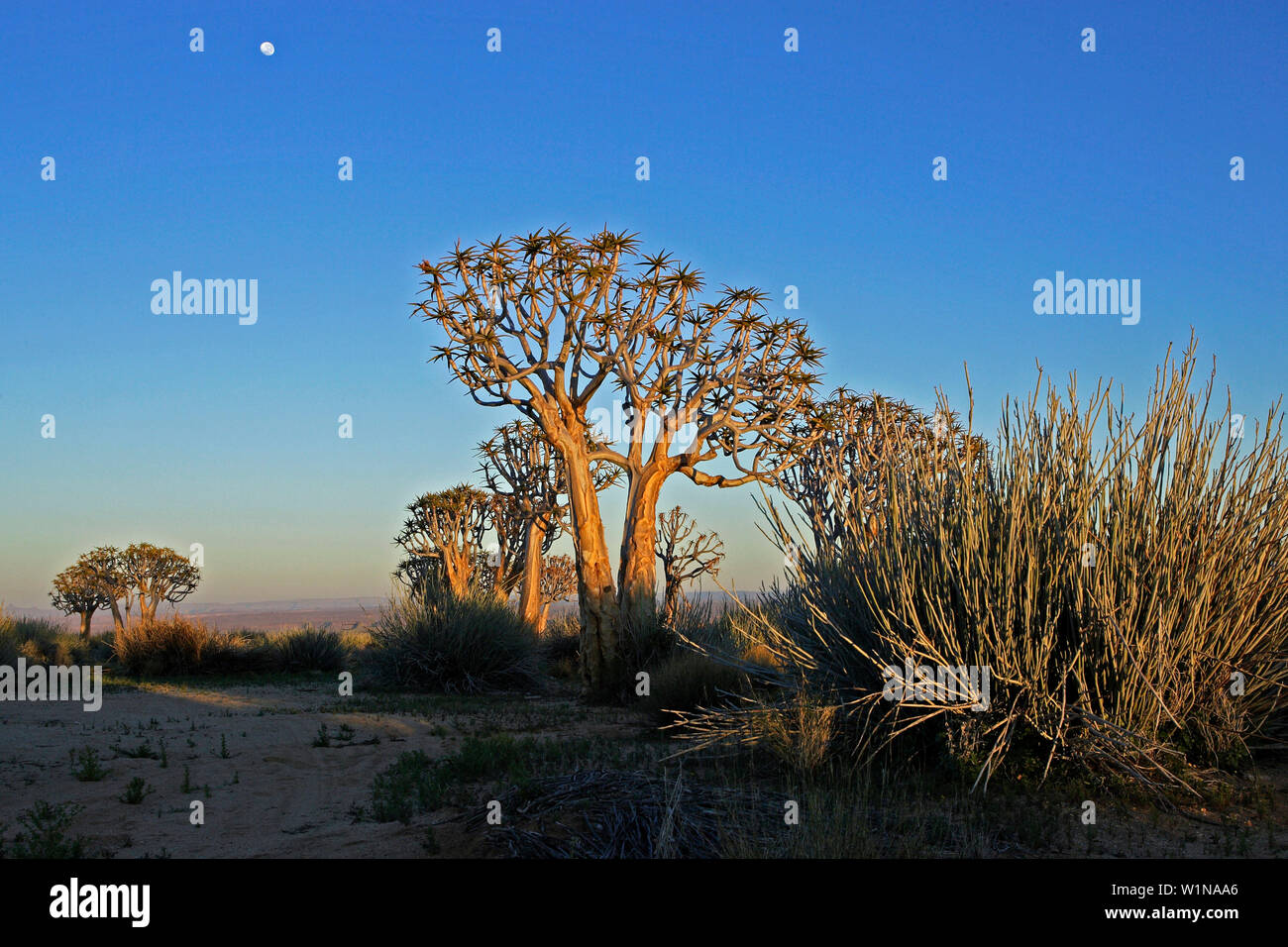 Un couple d'Quivertrees (Aloe dichotoma) et la lune. Canon Gondwana Park, Fish River Canyon. Le sud de la Namibie. L'Afrique. Banque D'Images