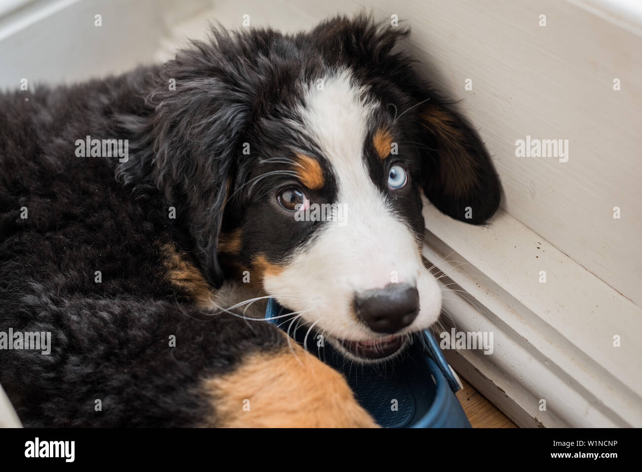 Chiot gisant dans un coin de mâcher une chaussure et à la recherche à l'appareil photo. Banque D'Images