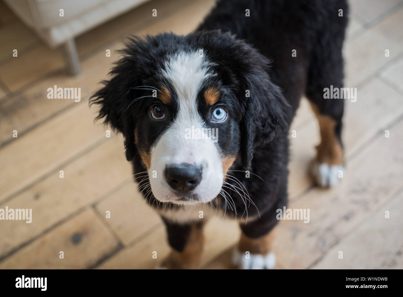 Bernois debout dans l'intérieur domestique, regardant la caméra. Un oeil est bleu. Banque D'Images