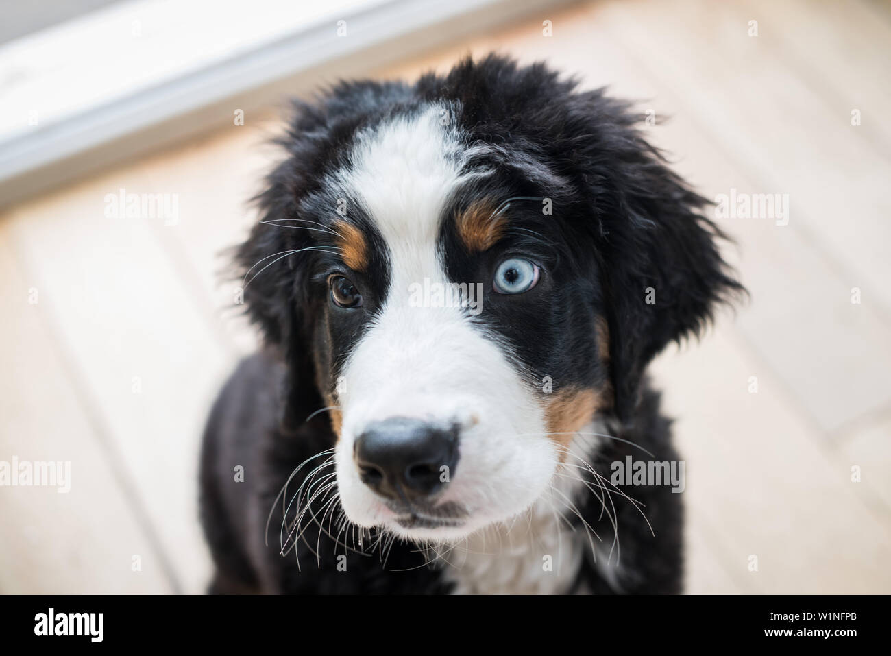 Chiot Avec Un Oeil Bleu Photo Stock Alamy