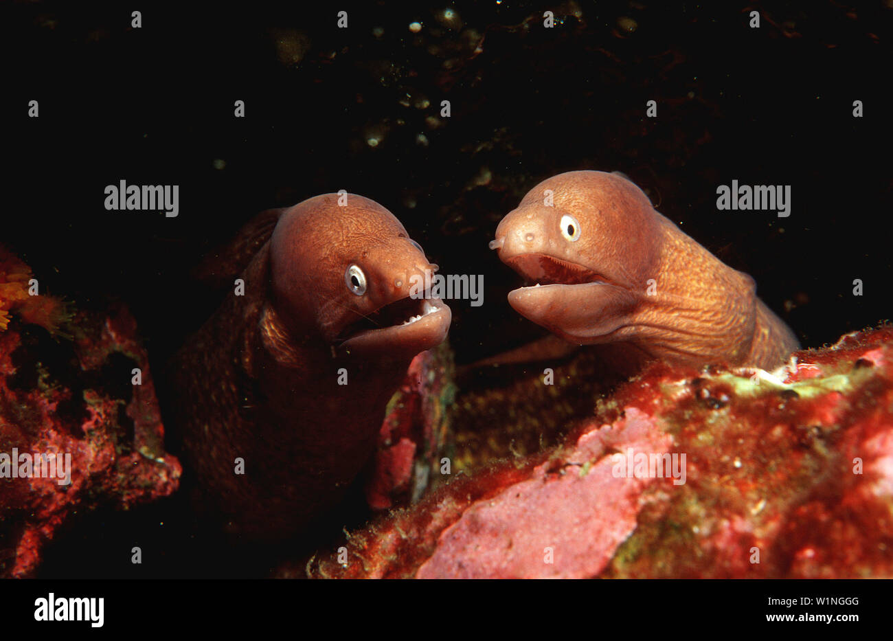 Weissaugen-Muraene Weissaugen Muraene, aux yeux blancs, mo, White-eyed moray, Siderea thyrsoidea Banque D'Images