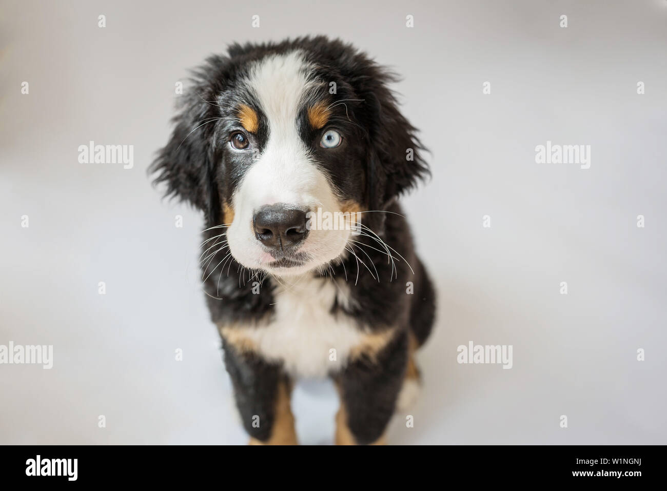 Chiot avec un oeil bleu s'asseoir et regarder la caméra. Banque D'Images