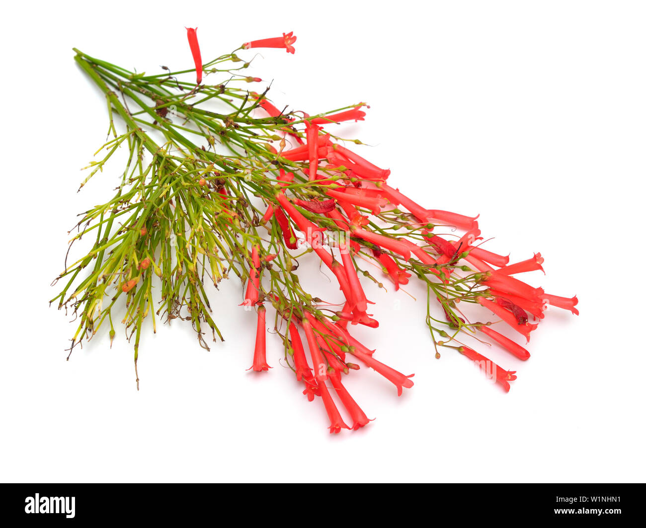 Russelia equisetiformis, communément connu sous le fountainbush, firecracker plante, plante Corail Corail, fontaine, coralblow Banque D'Images