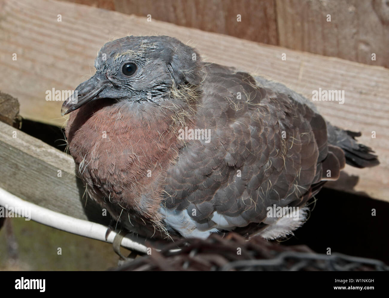 Pigeon en bois, fledgling ou Squab (columba palambus) Banque D'Images