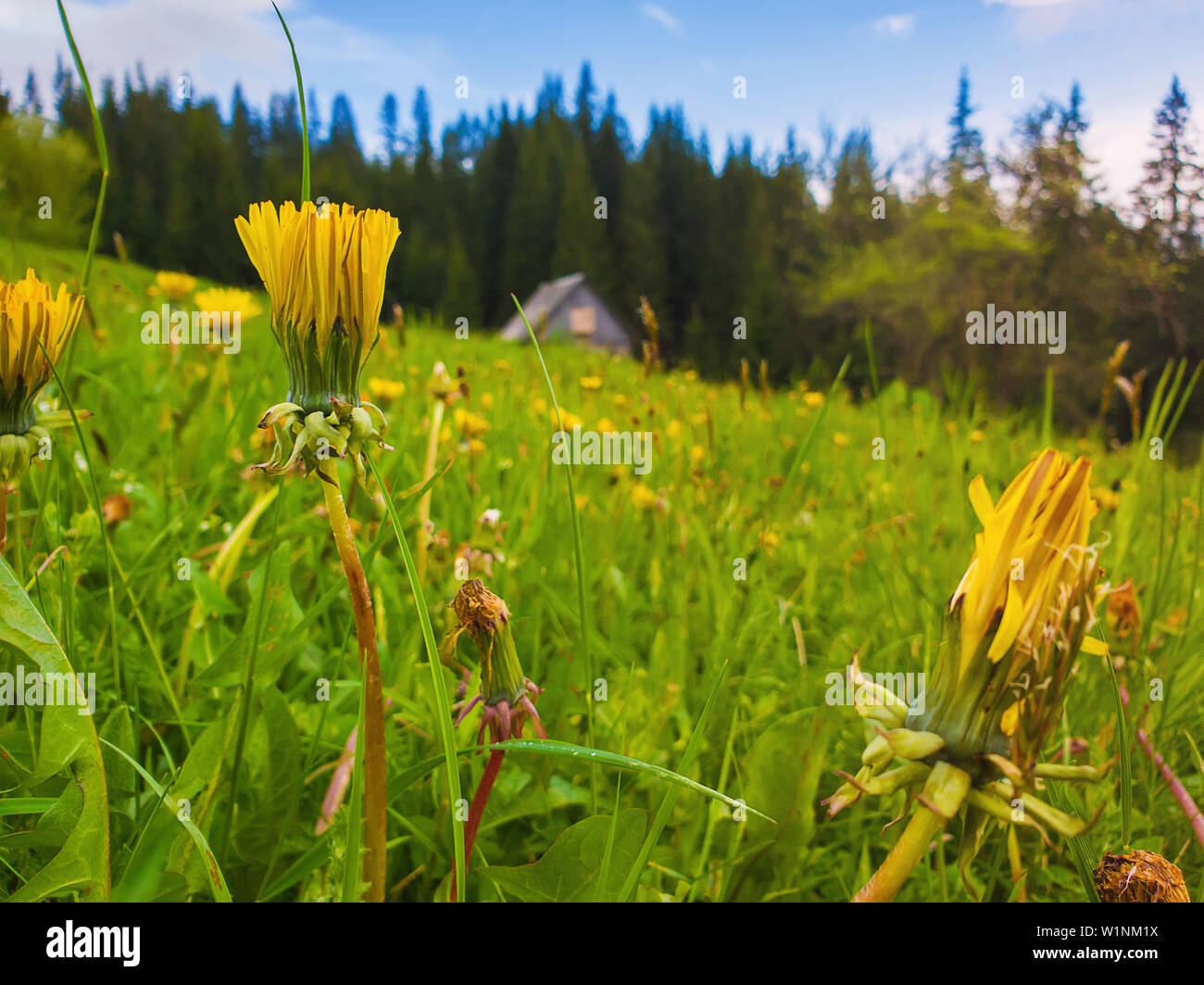 Close up of yellow fleurs de pissenlit sur le champ en face. Merveilleux printemps rural scène avec une vieille maison en bois dans la forêt de sapins et le gre en fleurs Banque D'Images