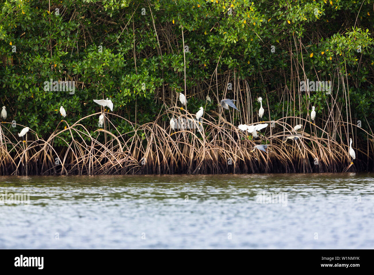 L'Aigrette neigeuse dans les Mangroves, Egretta thula, marécages Caroni, Trinité, Antilles, Caraïbes, Amérique du Sud Banque D'Images