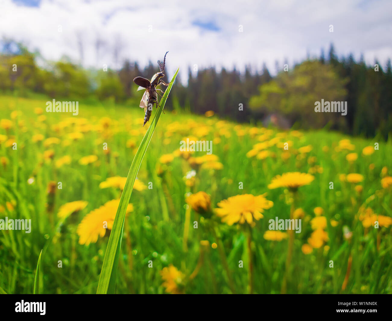 Libre d'un petit bug de grimper sur un brin d'herbe dans une prairie pissenlit jaune. Scène de printemps ensoleillée et un équilibrage du dendroctone et prendre l'air sur la fi Banque D'Images