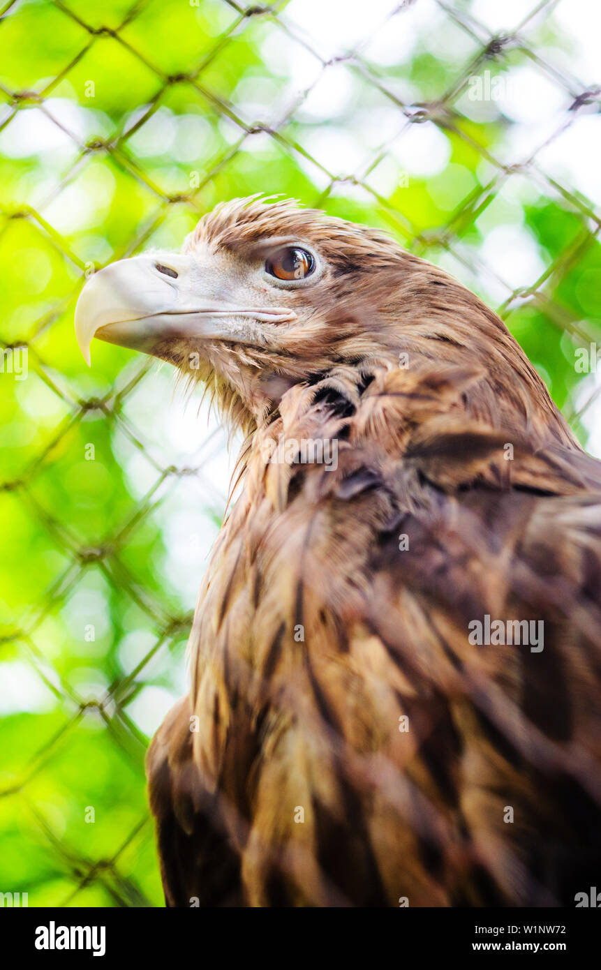 Brown Eagle dans une cage. Promenade à travers le Parc National. Journée d'été, les animaux de zoo, Close Up Eagle Head Banque D'Images