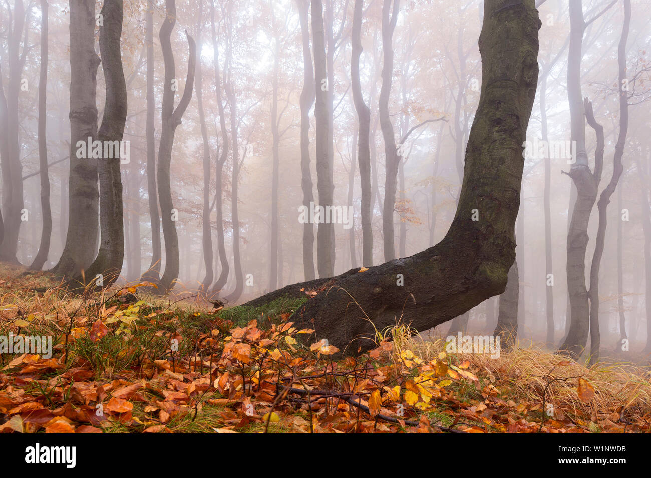 Des forêts primaires de hêtres en automne, Monts Métallifères, Ustecky kraj République Tchèque, Banque D'Images