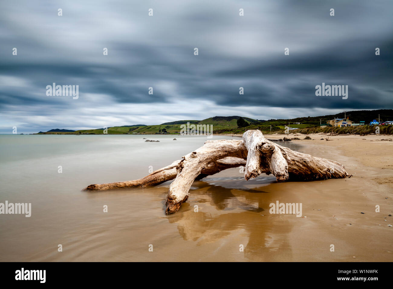 Un arbre mort sur la plage, Kaka Point, les Catlins, île du Sud, Nouvelle-Zélande Banque D'Images