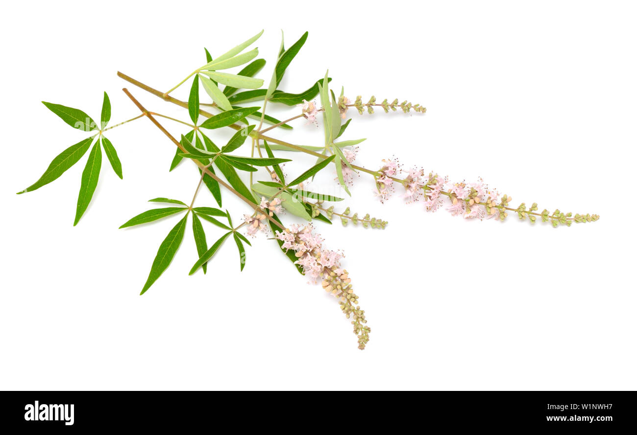 Vitex agnus-castus, gattilier ou chastetree, gattilier, baume d'Abraham, lilas chastetree ou le gattilier. Banque D'Images