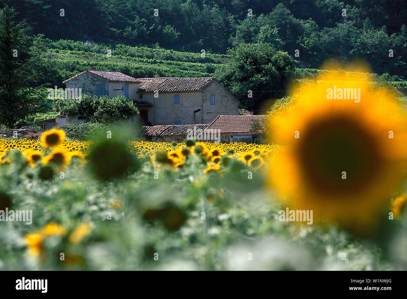 Champ de tournesols, près de Malaucene Provence, France Banque D'Images