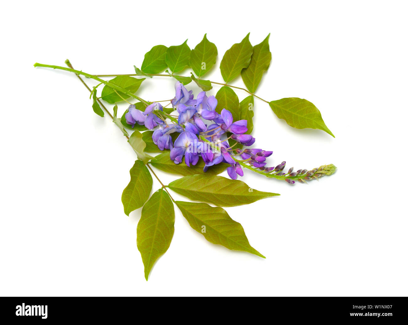 Glycine de Chine Wisteria sinensis ou isolé sur fond blanc Banque D'Images