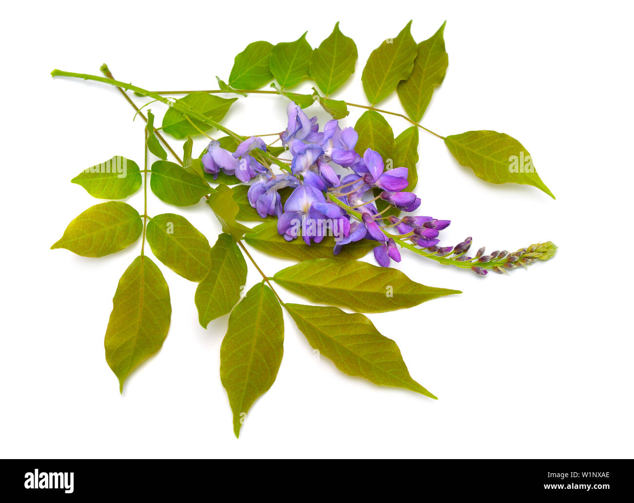 Glycine de Chine Wisteria sinensis ou isolé sur fond blanc Banque D'Images