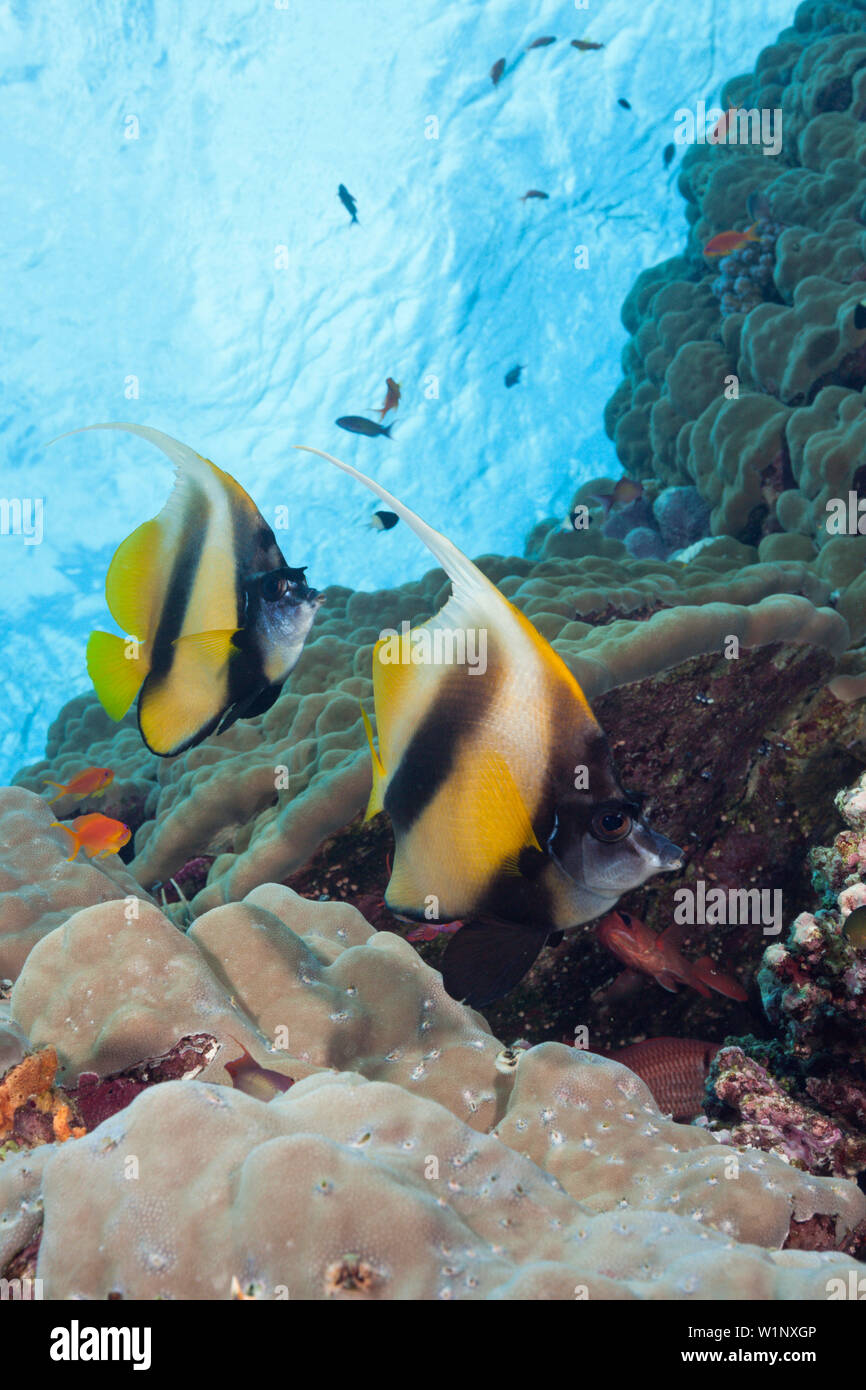 Paire de de la mer Rouge, Bannerfish Heniochus intermedius, Mer Rouge, Hurghada, Egypte Banque D'Images