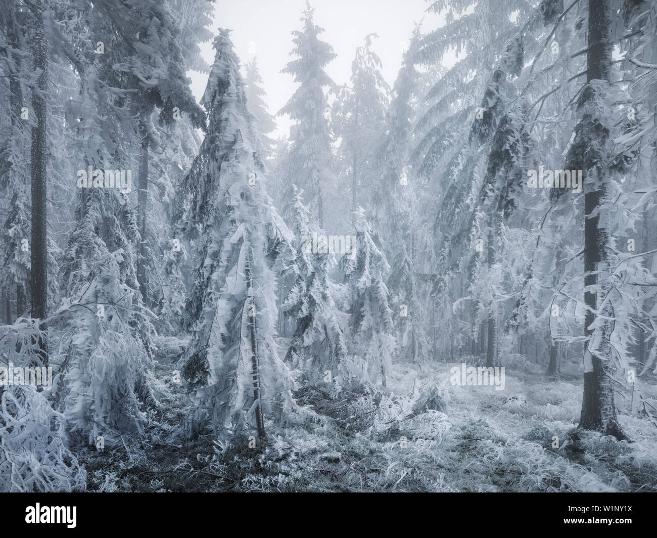 Dans Wechselgebiet la forêt glacée, Basse Autriche, Autriche Banque D'Images