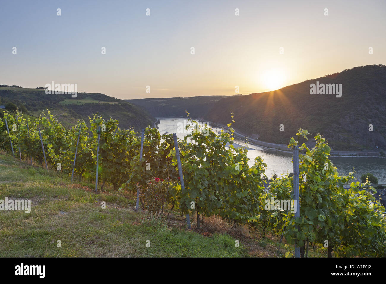 Vue sur les vignes au bord du Rhin, la Vallée du Haut-Rhin moyen, la Rhénanie-Palatinat, Allemagne, Europe Banque D'Images