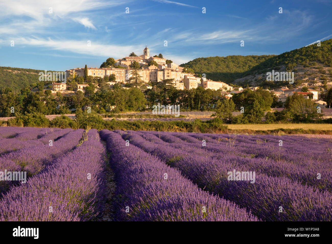 Tôt le matin, plus de champ de lavande sous le village médiéval de Banon dans le Vaucluse, Provence, France Banque D'Images