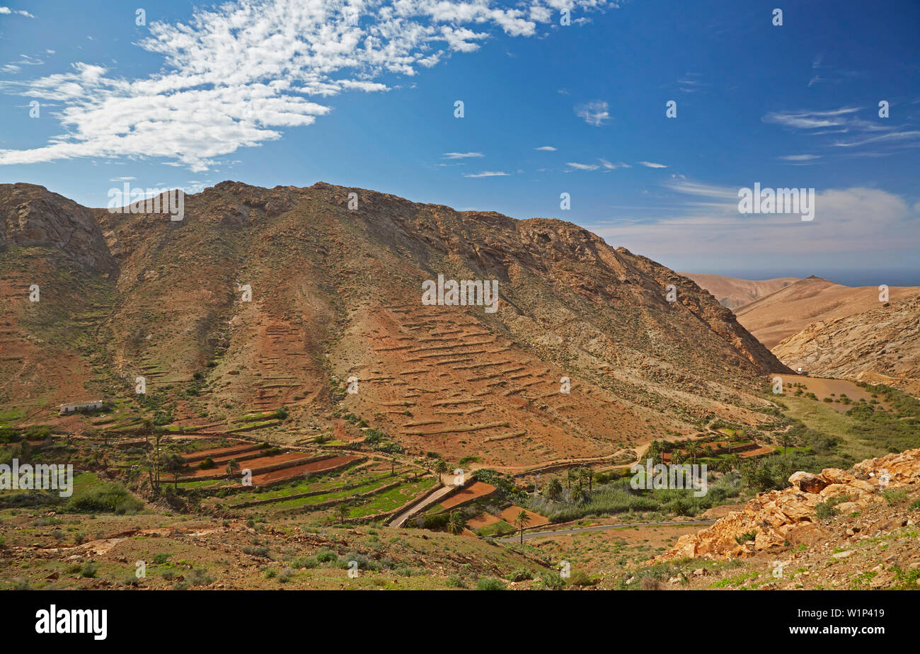 Vue depuis le point de vue Las Penitas au valley avec palmiers et finca, Fuerteventura, Islas Canarias, Océan Atlantique, l'Espagne, Europe Banque D'Images