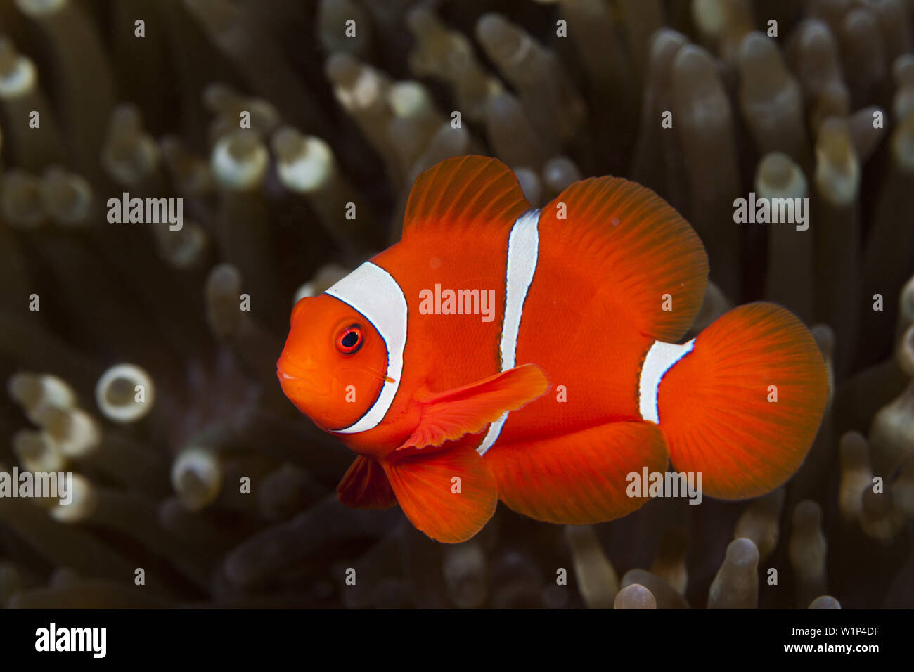 Poissons Clowns, Spinecheek Premnas aculeatus, Ambon, Moluques, Indonésie Banque D'Images