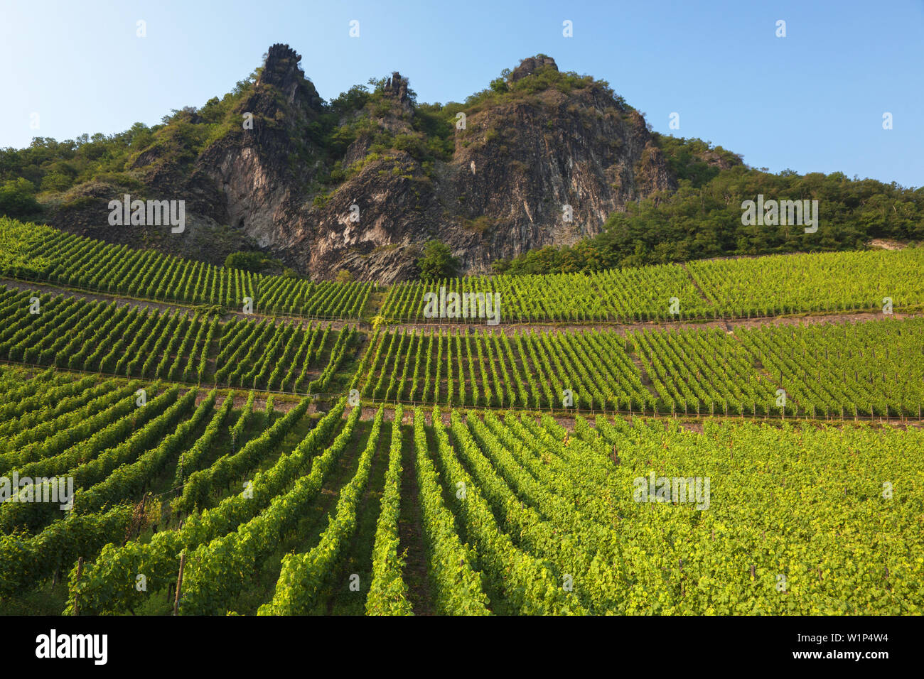 Vignoble sous les rochers de Drachenfels à Koenigswinter, vallée du Rhin moyen, Nordrhein-Westfalen, Germany, Europe Banque D'Images