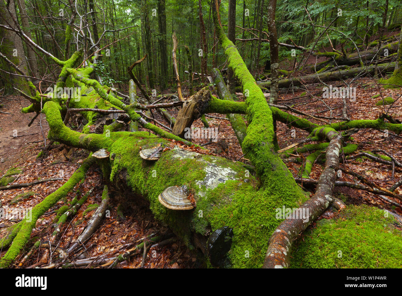 La mousse et les champignons aux racines d'un hêtre tombé, Mittelsteighuette forêt ancienne, chemin de randonnée à Grosser Falkenstein, Bavaria, Germany Banque D'Images