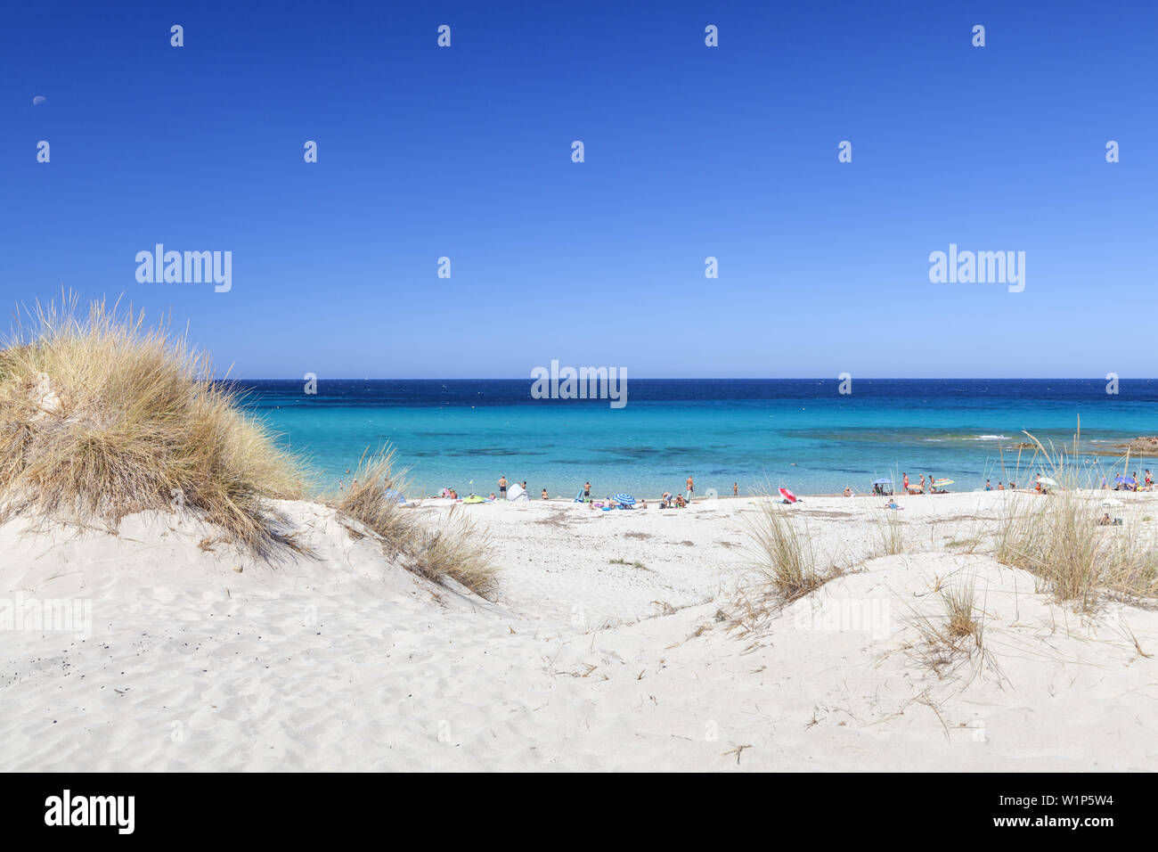 Sur les dunes près de la plage de Bodri Ile Rousse, Corse, sud de la France, France, Europe du Sud Banque D'Images