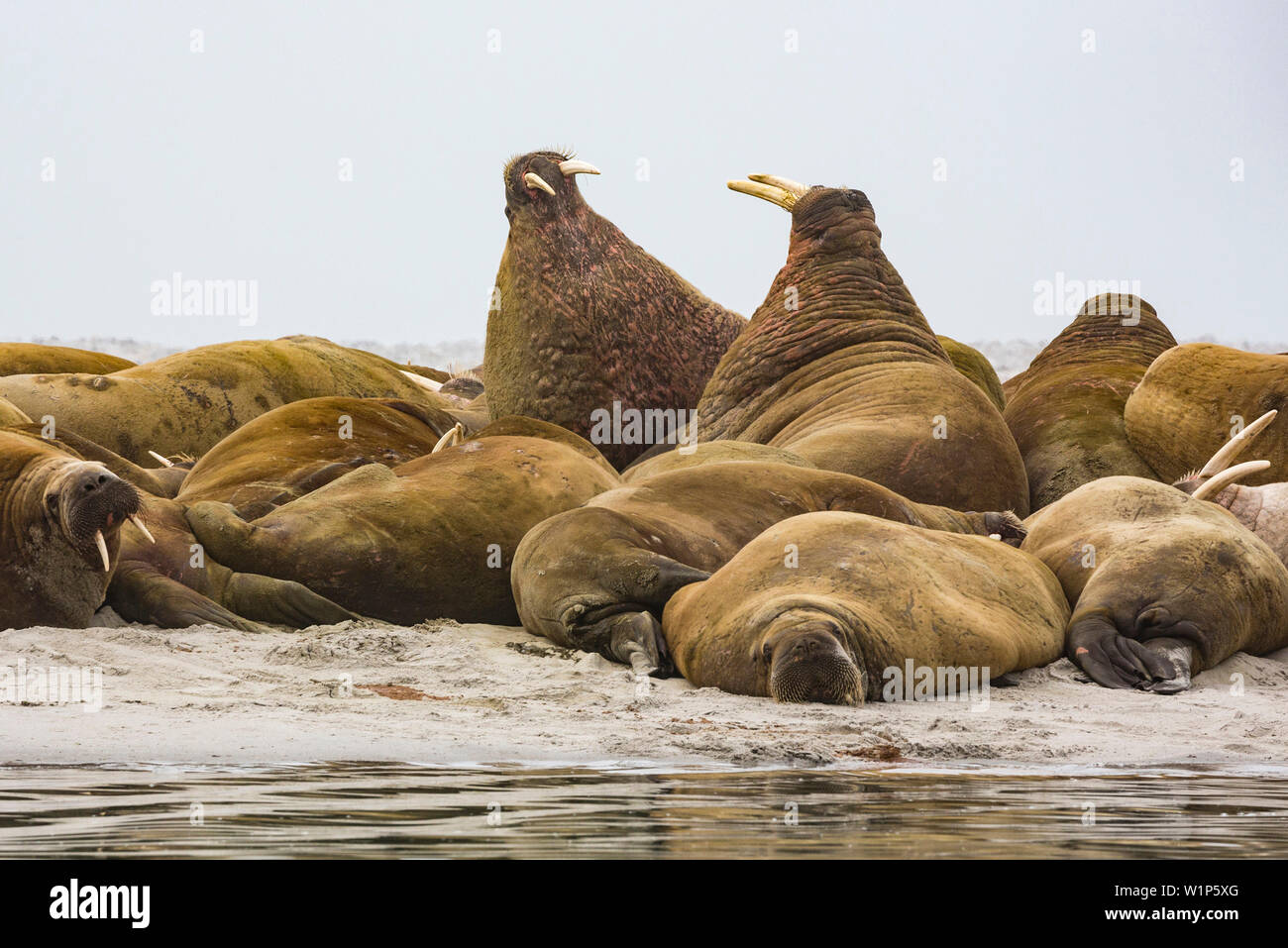 Morses à Gravnesodden, Spitzberg, Svalbard Foto Bernard van Dierendonck Banque D'Images